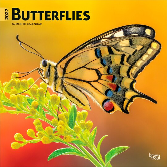 BrownTrout; Butterflies | 2027 12 x 24 Inch (Hanging) Monthly Square Wall Calendar | Plastic-Free; Category:Wall Calendars; Image:1